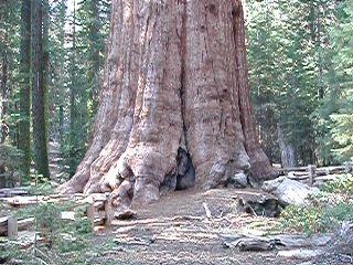 General Sherman Tree