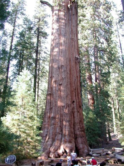 General Sherman Tree